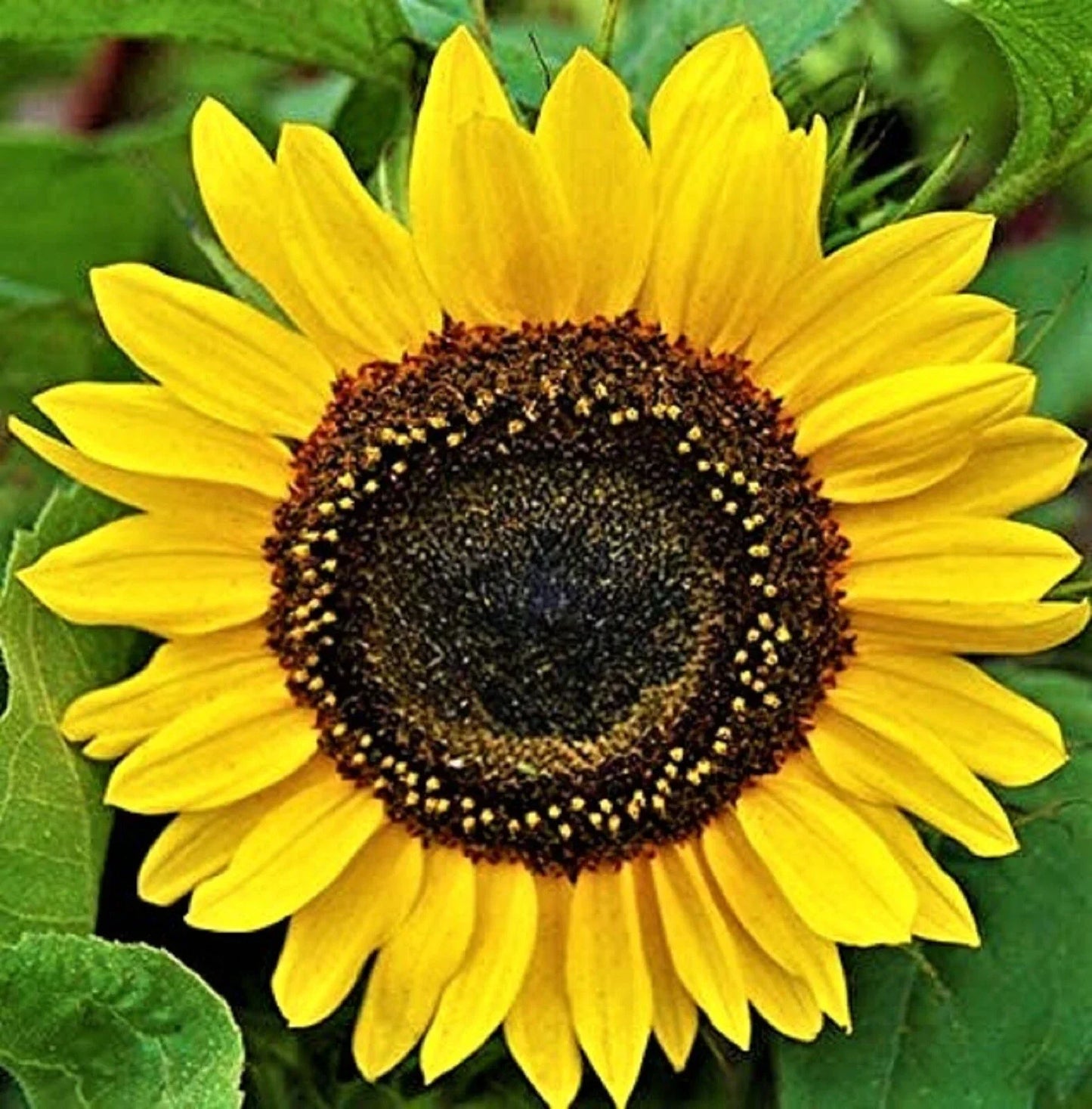 Domino Sunflower Seeds - 50+ Non-GMO Helianthus annuus for Bright Yellow Blooms, Garden, Cut Flowers
