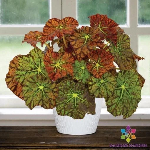 Amelia's Kaleidoscope Begonia Seeds - 25+ Pack, Colorful Variegated Leaves, Begonia x tuberhybrida, Garden, Container, Hanging Basket