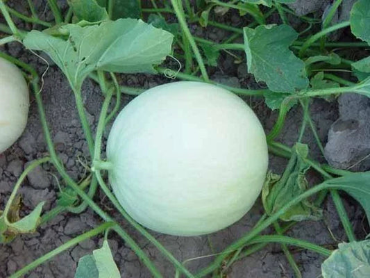Honeydew Melon Seeds - Heirloom Cucumis melo - Organic Non-GMO Gardening Seeds for Homegrown Sweet, Juicy Melons