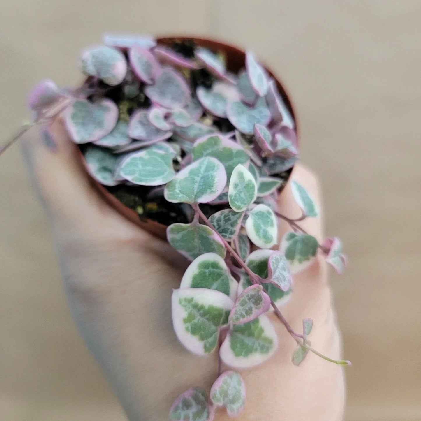Variegated String of Hearts Plant – 3" Pot | Rare Ceropegia woodii variegata Trailing Houseplant