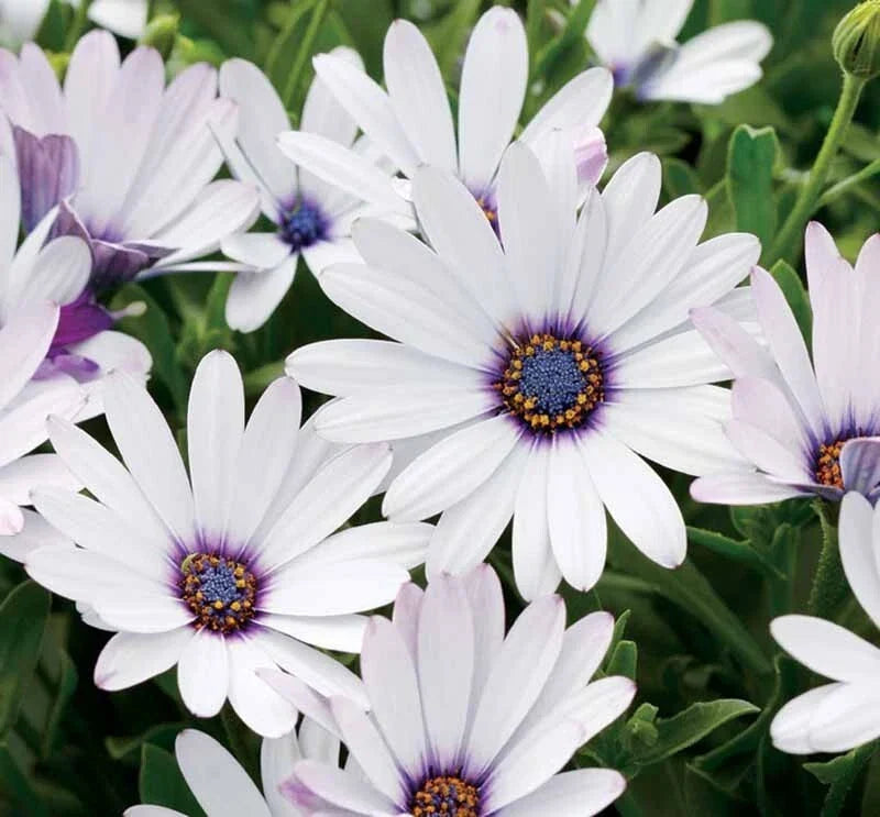 White Cape Daisy Seeds - 200+ Osteospermum ecklonis for Garden Beds, Borders & Containers, White Flowers, Easy to Grow, Full Sun, USA
