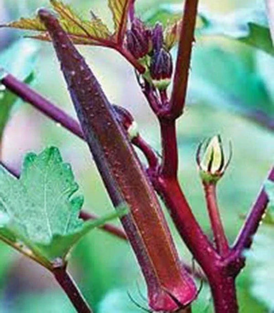 Okra Seeds 100 Count, Red Burgundy Heirloom, Non-GMO, Abelmoschus esculentus, Garden Vegetable Seed