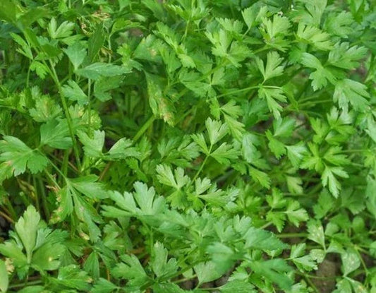 Italian Parsley Seeds 500+ Flat Leaf Herb Non-GMO Petroselinum crispum var. neapolitanum for Indoor & Outdoor Gardening