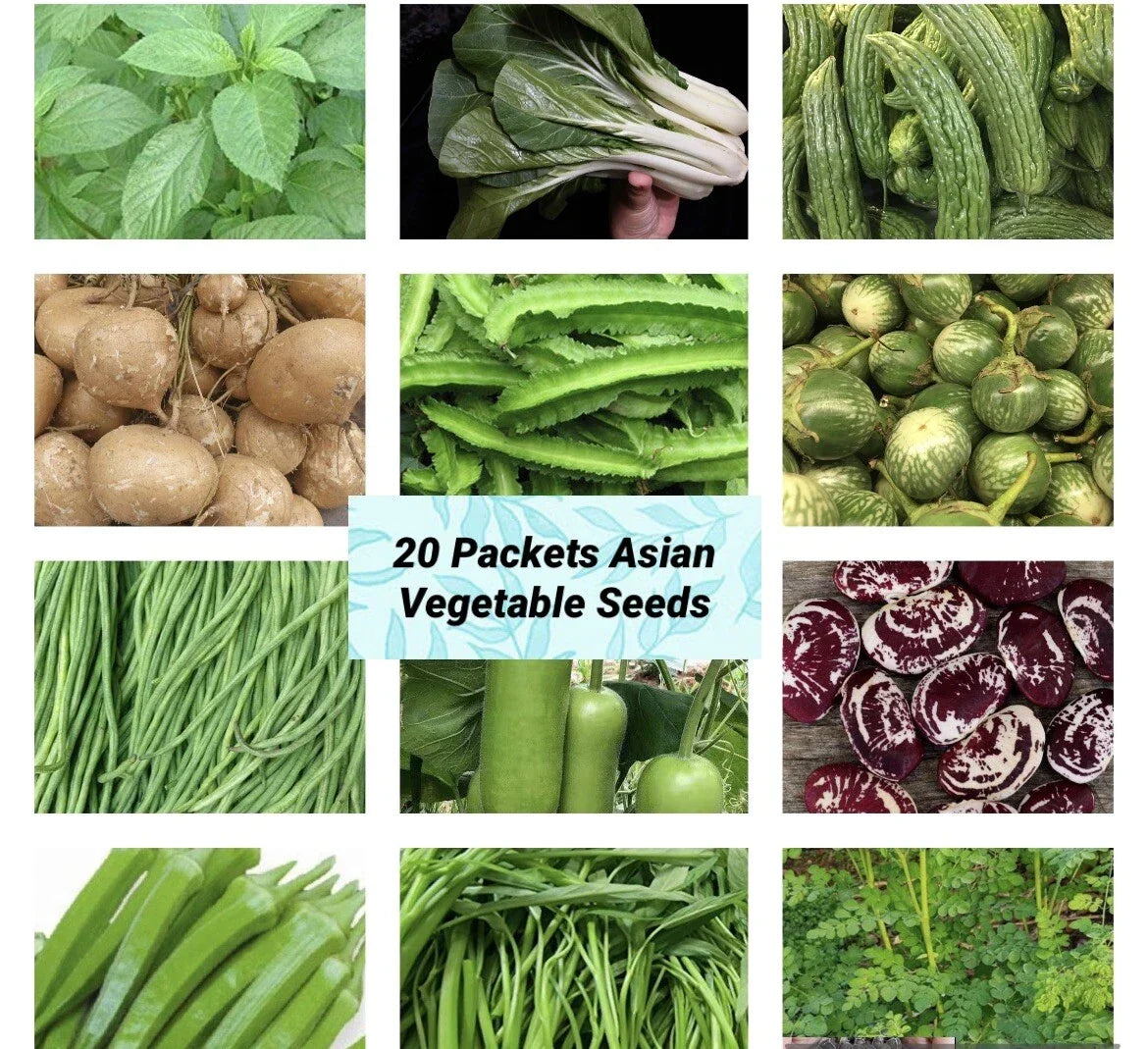 Asian Vegetable Seeds Packets – Non-GMO Heirloom Seeds for Home Garden, Variety of Asian Vegetables, USA Seller