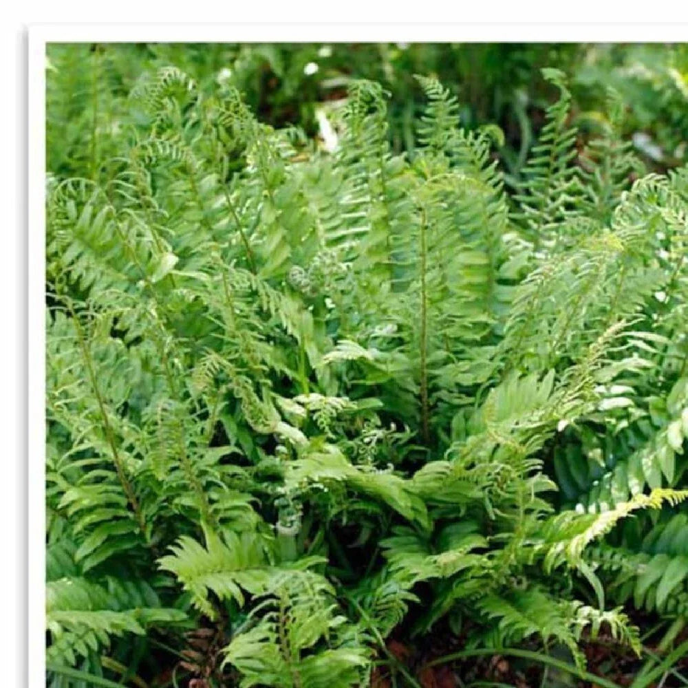 Polystichum Acrostichoides Fern 20 Bare Root Christmas Fern Evergreen Perennial for Shade Garden