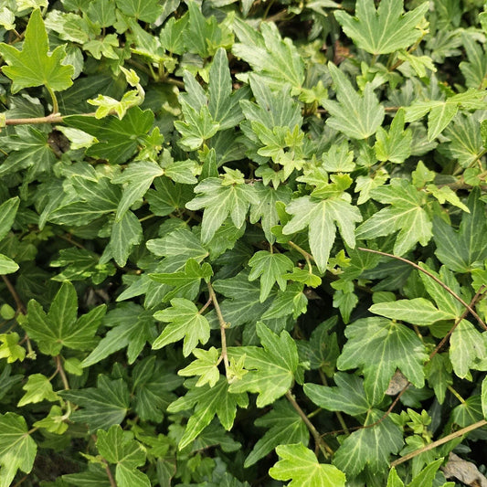 Live English Ivy Plant Bare Roots Groundcover Hedera Helix Indoor Outdoor
