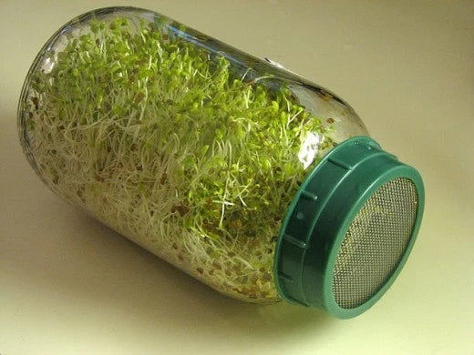 Alfalfa Seeds for Sprouting 4000 Count - Medicago sativa Non-GMO, Nutrient-Dense Sprouts for Healthy Salads & Smoothies