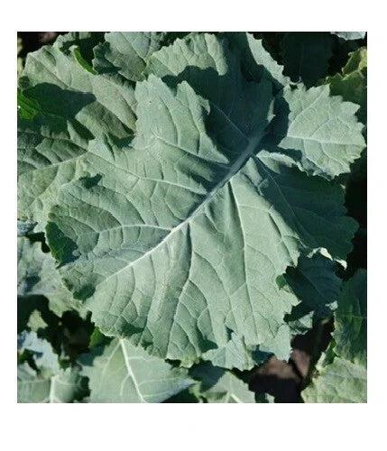 Kale Seeds 1000 Count Heirloom Brassica oleracea var. sabellica Compact Vigorous Leaves Cold Hardy