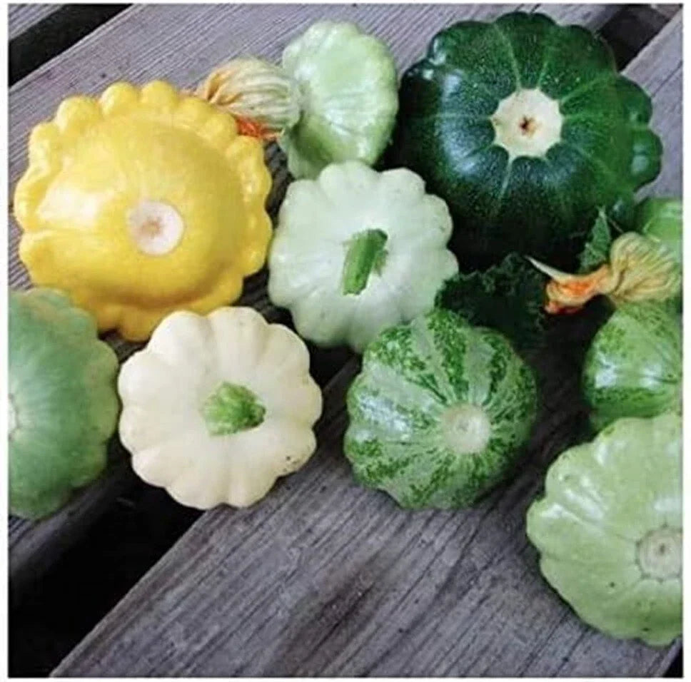 Bush Scallop Summer Squash Seeds - 15+ Mix White/Yellow Heirloom Cucurbita pepo Seed Packet