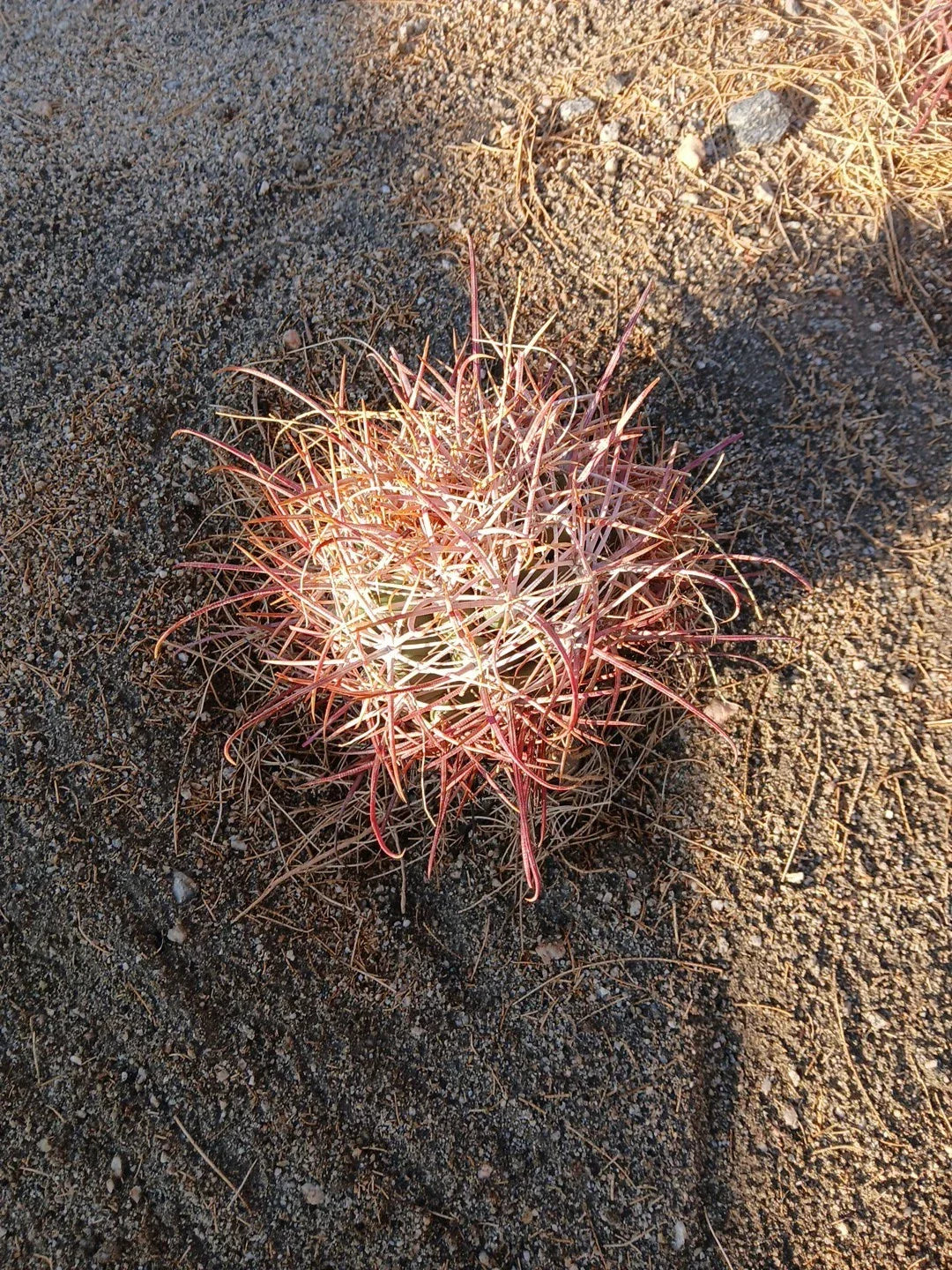 Red Barrel Cactus Bare Root Plant 8x8 Inch Ferocactus rectispinus, Drought-Tolerant Succulent, Indoor/Outdoor, Vibrant Red & Green