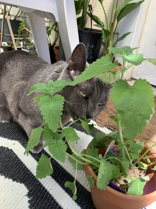 Organic Catnip Seeds - Non-GMO Nepeta cataria Herb for Cats, Gardens & Herbal Use, 100 Seeds
