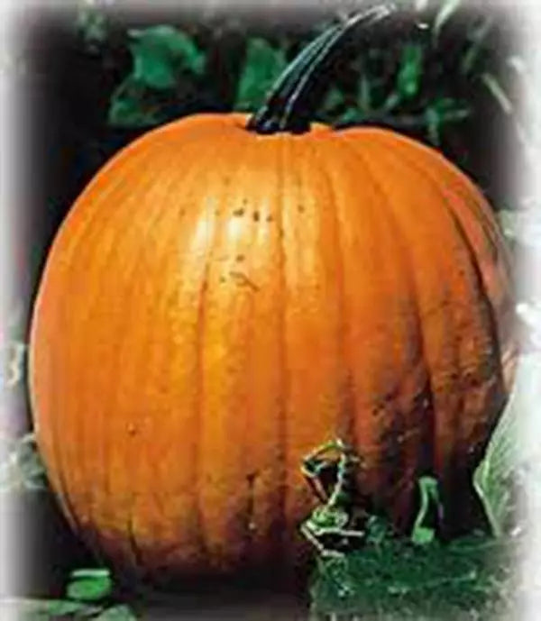 Pumpkin Seeds 100 Count Jack O' Lantern Heirloom Non-GMO Cucurbita pepo for Carving and Baking