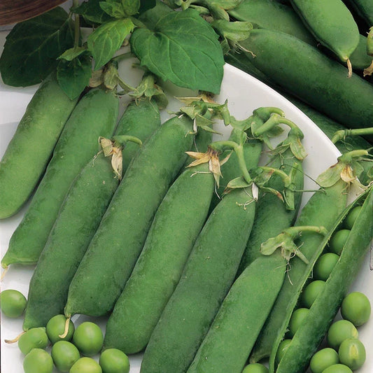 Little Marvel Pea Seeds – Non-GMO Garden Seeds for Planting, Pisum sativum, Bush Variety, 100 Seeds