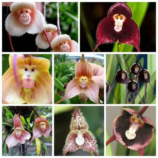 Monkey Face Orchid Seeds Mix - Dracula simia Epiphytic Orchid for Bonsai & Garden Cultivation - 50 Seeds