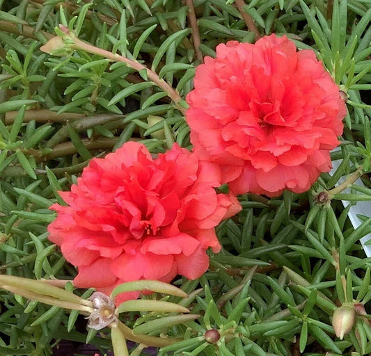 Grandiflora Portulaca Moss Rose Plants - Deep Salmon Color Cuttings - Drought-Resistant, Full Sun, Pollinator Attracting