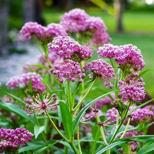 Milkweed Seeds - Swamp Carmine Perennial Asclepias incarnata for Monarch Butterfly Habitat - 50 Seeds