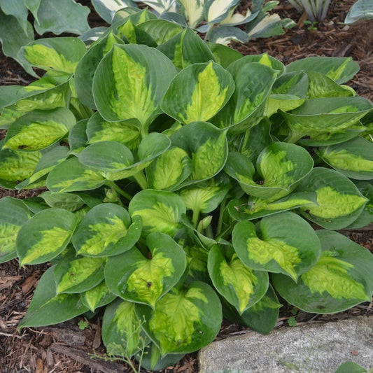 Hosta Pocketful of Sunshine Perennial Plant 5.25" Pot Shade-Garden, Yellow Foliage, Well-Rooted, Compact, Hosta 'Pocketful of Sunshine'
