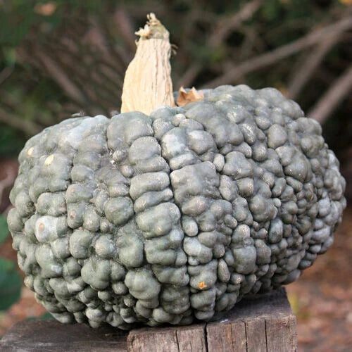 Marina Di Chioggia Squash Seeds – Heirloom Cucurbita maxima, Non-GMO, Bumpy Skinned, 25+ Seeds for Garden Planting