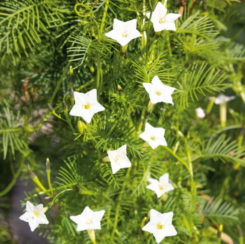 Cardinal Climber Vine Seeds, White Flowers, Pollinator Attractor, Ipomoea quamoclit, Climbing Vine for Garden, 50 Seeds