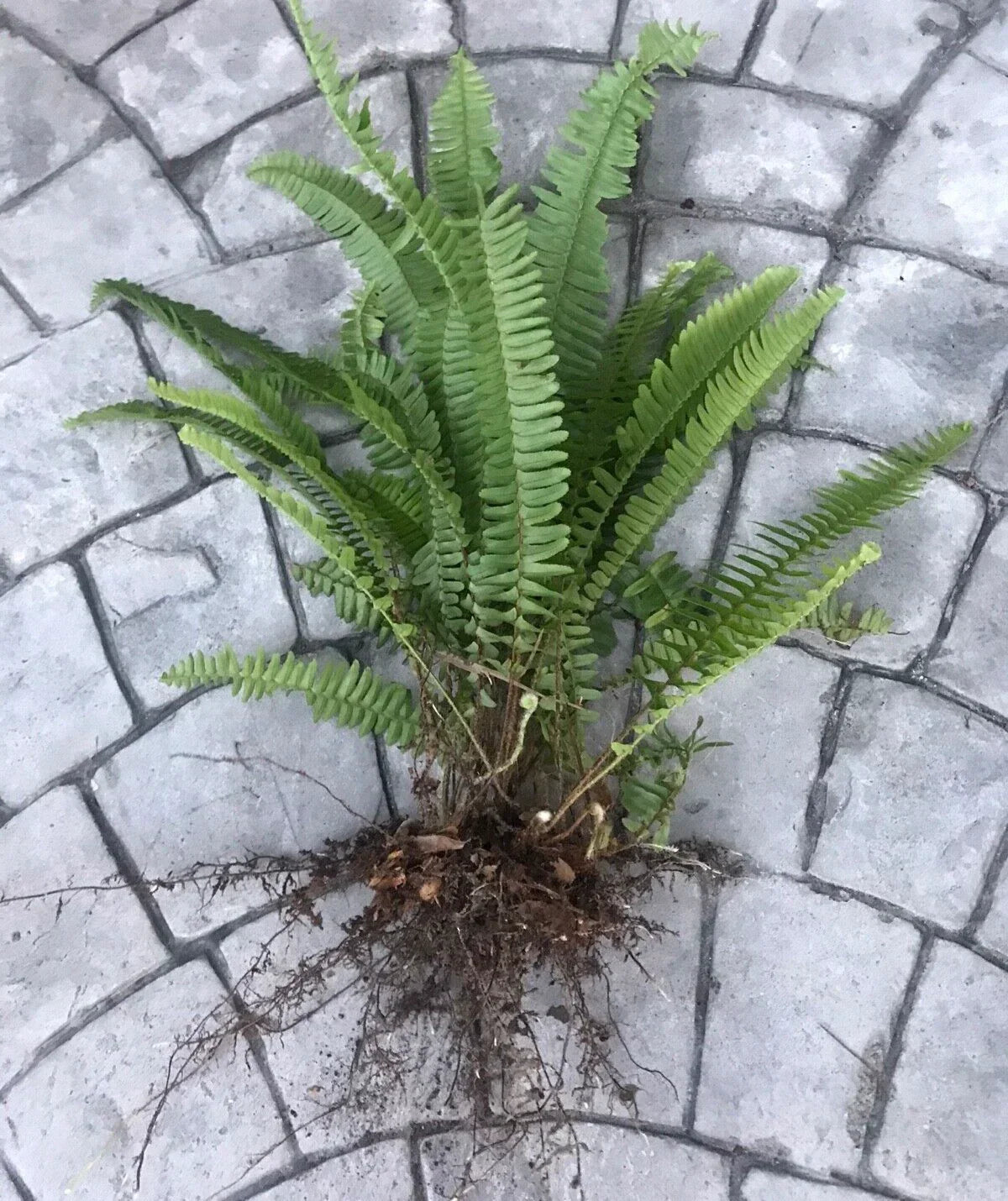 Boston Sword Fern Live Plants Bundle – 12 Bare Root Nephrolepis exaltata Air Purifying Ferns for Indoor Decor
