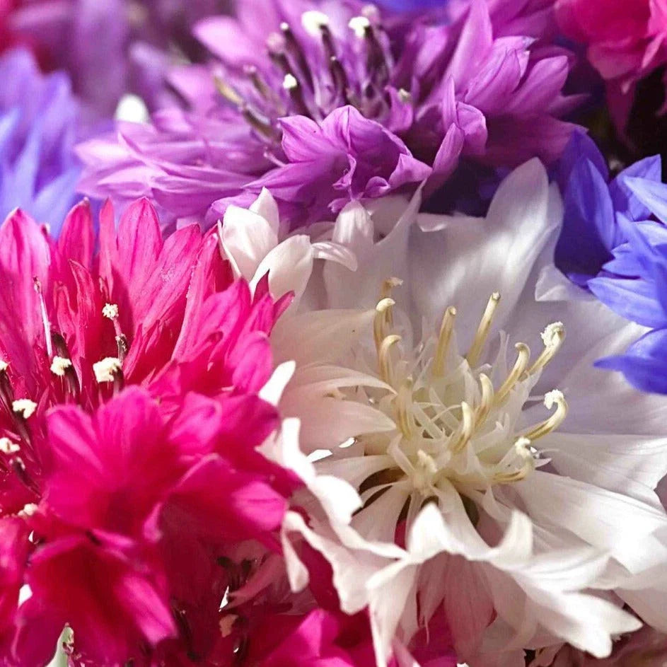 Dwarf Bachelor Button Seeds - Polka Dot Mix - Non-GMO Heirloom - Vibrant Colors - Attracts Pollinators - Centaurea cyanus