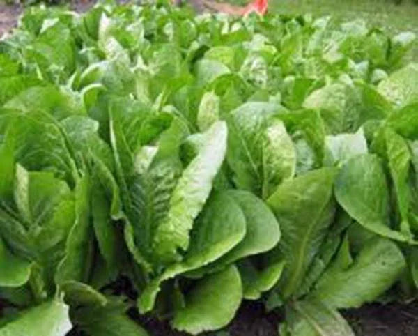 Romaine Lettuce Seeds 500 Count, Paris Island Heirloom, Non-GMO Organic Garden Seeds, Lactuca sativa, Salad Greens