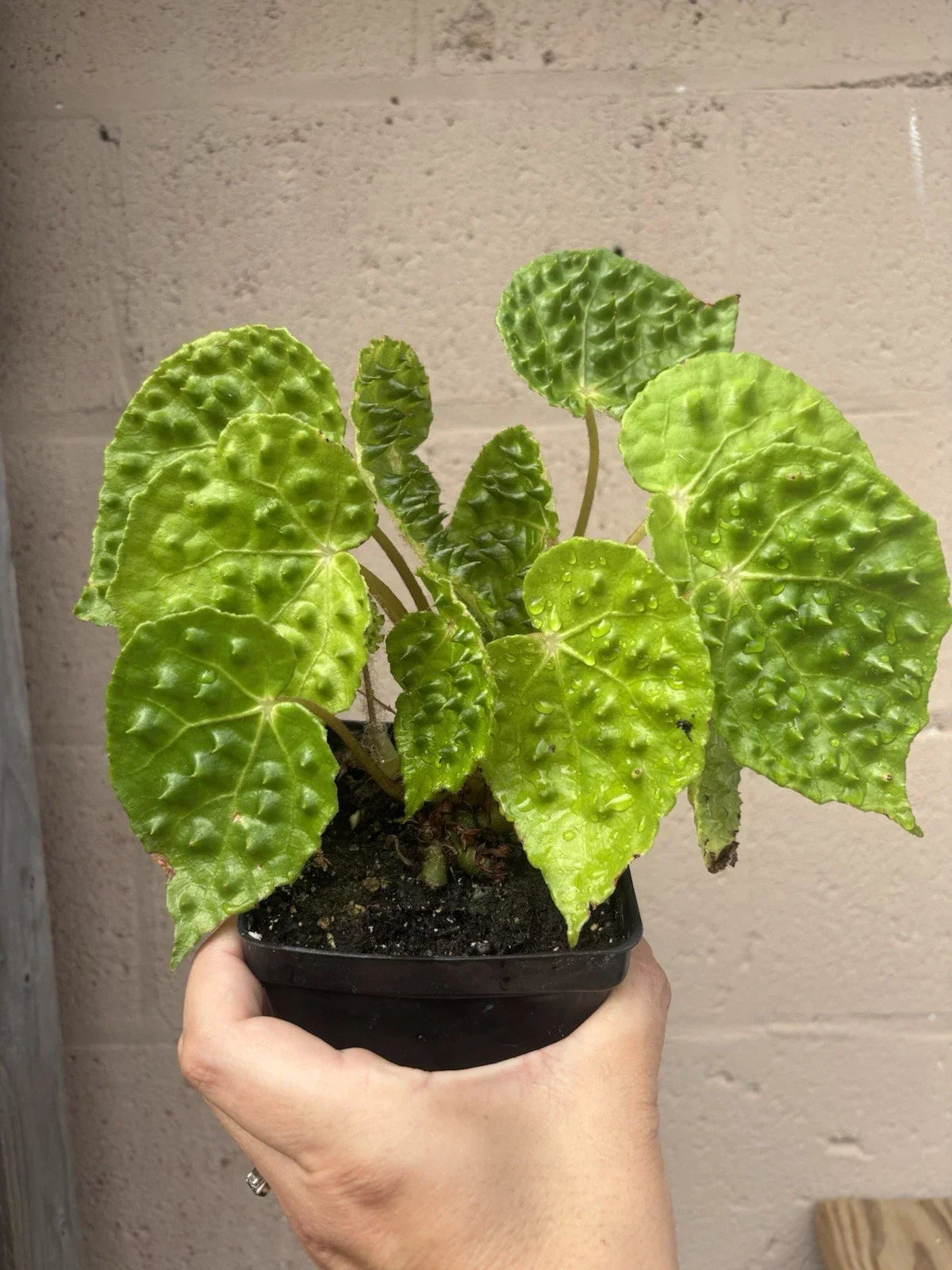 Rare Begonia Melanobullata Green Indoor House Plant 4.5-inch Fully Rooted Pot, Lush Foliage, Easy Care, Unique Green Begonia