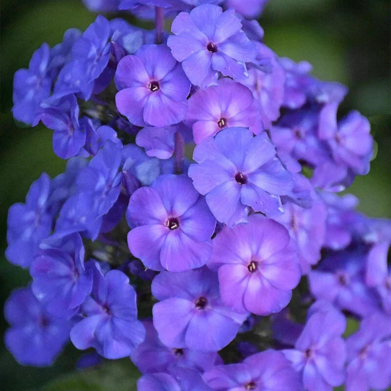 Beauty Blue Phlox Seeds - 100+ Pack, Phlox paniculata, Vibrant Blue Flowers, Butterfly Attracting, Easy to Grow Garden Planting