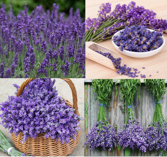 Lavender Seeds - 200 Non-GMO Lavandula angustifolia Perennial Flowers for Garden, Bouquets & Aromatherapy