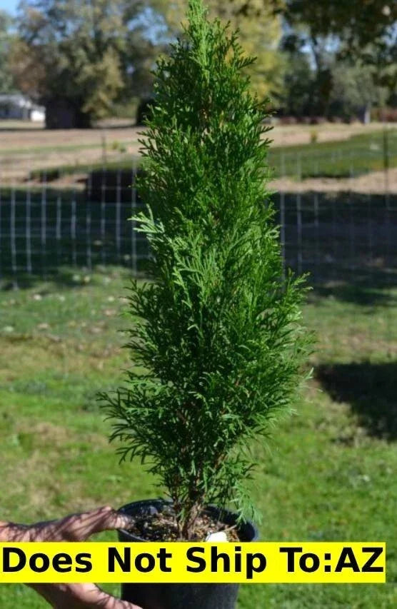 Emerald Green Arborvitae Plant 1-2 ft Evergreen Shrub Thuja Occidentalis for Landscaping, Privacy, and Borders
