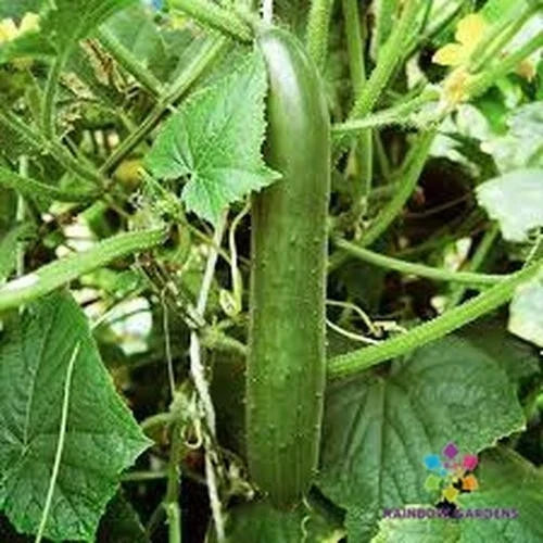 Green Finger Cucumber Seeds - 25+ Pack, Cucumis sativus, Organic, Non-GMO, for Salads & Pickling, USA Grown, Free Shipping