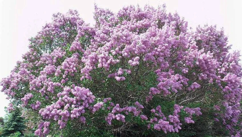 Bare Root Lilac Bush 20" Purple Syringa vulgaris with Planting Instructions, Fragrant Blooms, Garden Landscaping Plant