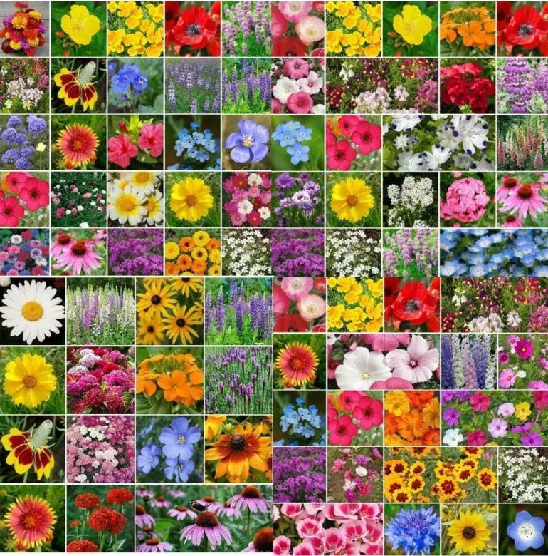 Wildflower Mix Bulk Seeds – Native, Non-GMO, Pesticide-Free for Landscaping, Attracting Pollinators, Biodiversity, 5000 Seeds