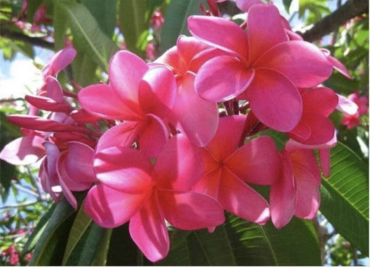 Large Rooted Plumeria Plant Cutting - Pink Plastic Tips - 20 Inches - Plumeria rubra Tropical Flowering Plant