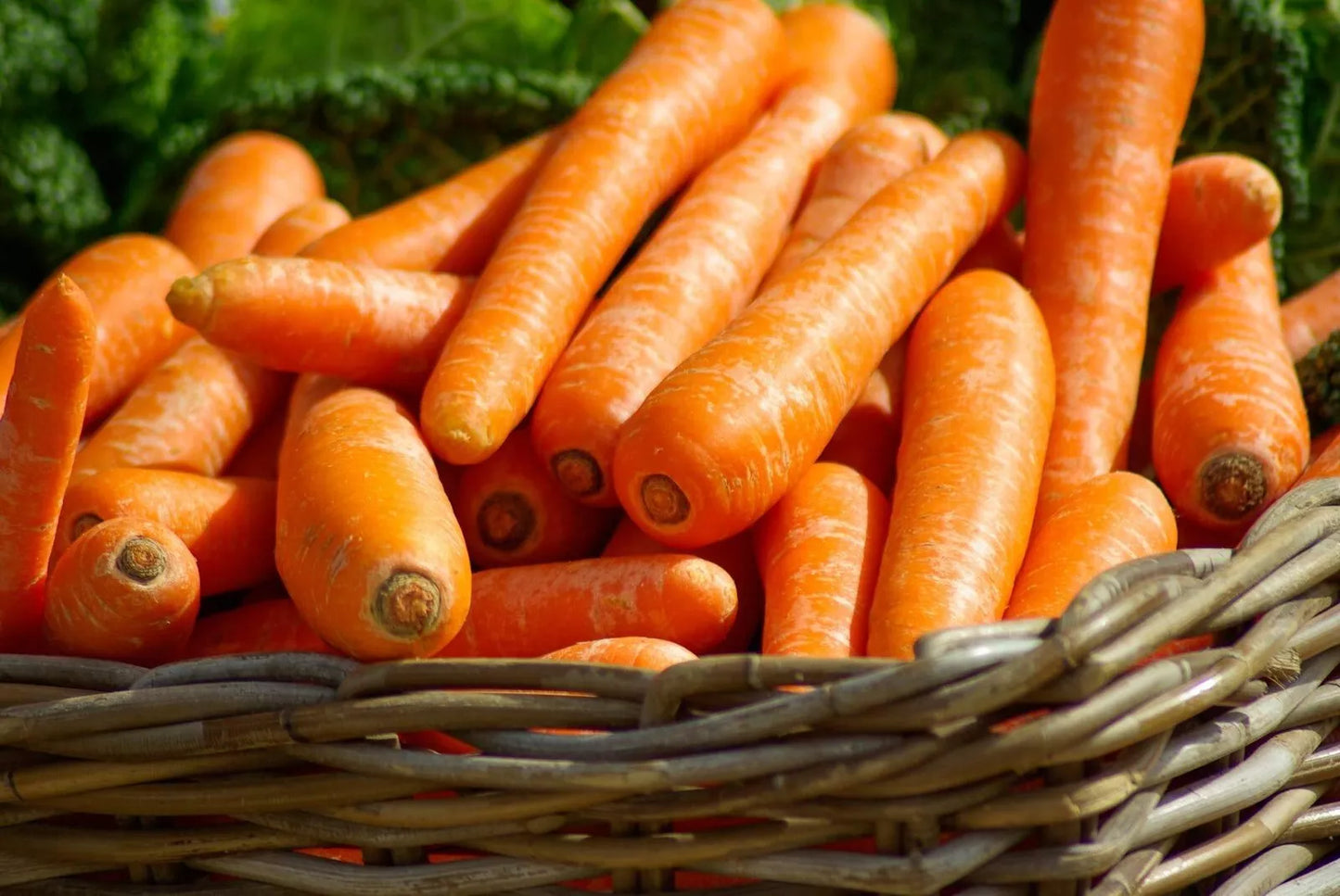Carrot Seeds - Brilliance Variety - Non-GMO, Beta Carotene, Vitamin A, Daucus carota