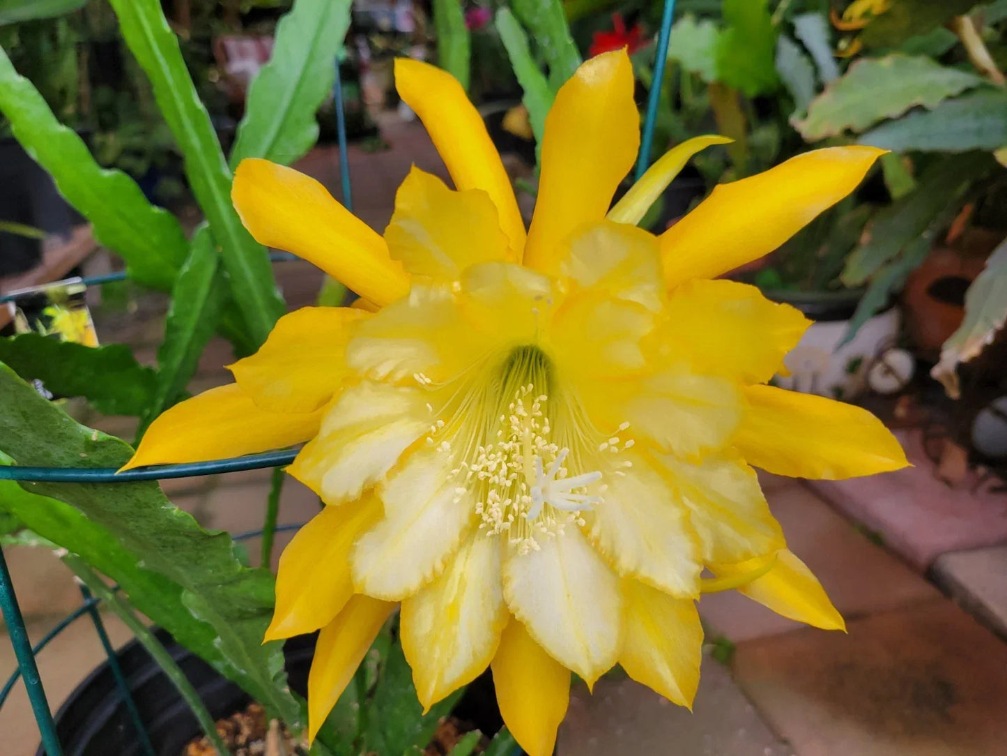 Epiphyllum Cuttings 8-10 Inches Going Bananas Variety Unrooted Plant Succulent Cactus Houseplant