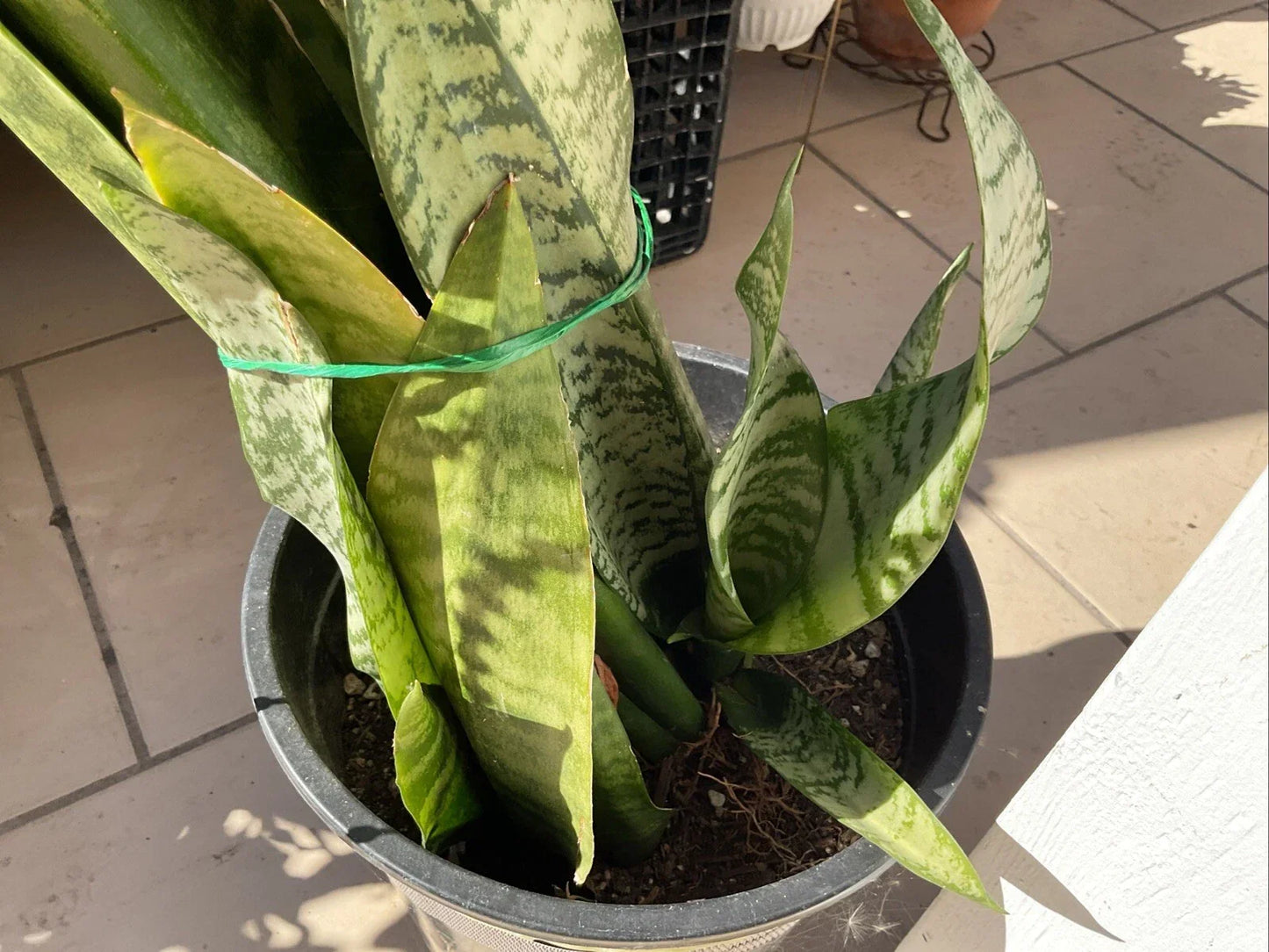Snake Plant Cutting - Sansevieria Trifasciata - Indoor Houseplant Propagation - Easy Care Succulent for Low-Light Spaces