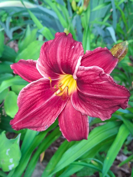Hemerocallis Red Frills Daylily Bareroot Plant – Perennial Garden Flower with Red Frilled Blooms
