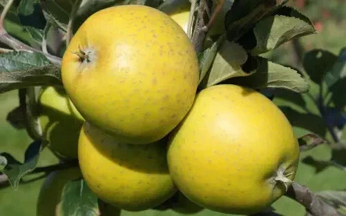American Mother Apple Seeds - Fruit Tree Pack of 25 - Malus domestica - USA Grown, Non-GMO, Easy to Grow