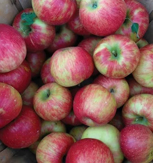 Honeycrisp Apple Tree Seedling - 24-36" Bareroot Live Plant - Malus domestica - Fruit Tree for Gardeners and Home Orchards