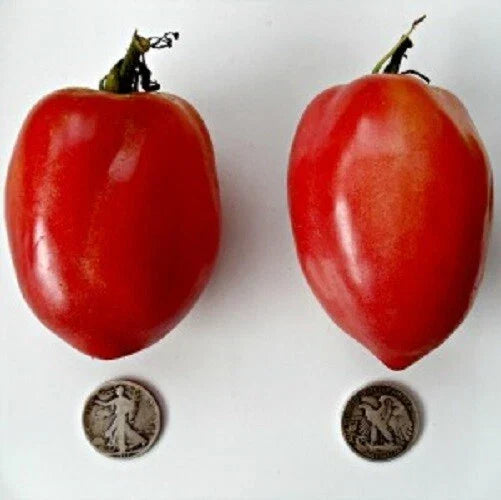 Japanese Oxheart Tomato Seeds - 25 Fresh Lycopersicon esculentum Heirloom, Heart-Shaped, Juicy, Disease-Resistant, for Home & Container Gardening