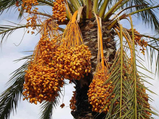 Medjool Date Palm Tree Seeds - 12 Phoenix Dactylifera Edible Fruit, Tropical Garden, Full Sun, Home Gardening