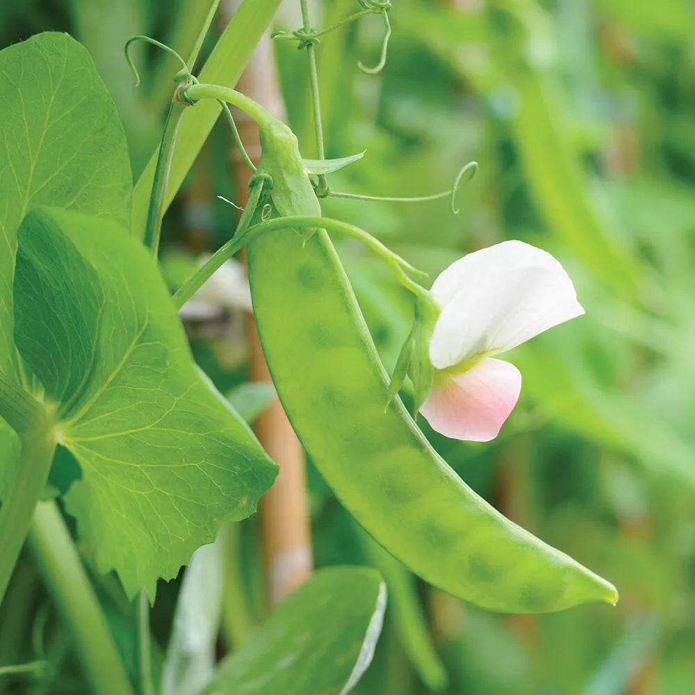 Dwarf Grey Sugar Snow Pea Seeds | Heirloom Non-GMO Pisum sativum | Compact Vegetable Seeds for Container Gardening