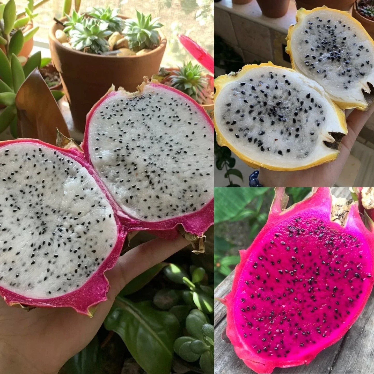 Dragonfruit Seeds Pack – Non-GMO Organic Hylocereus spp. Varieties for Garden, Tropical Fruit, Bulk Seeds