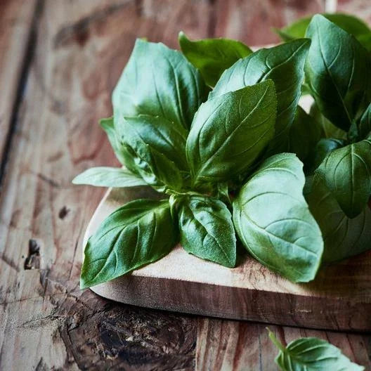 Italian Large Leaf Basil Seeds - Non-GMO, 500 Count, Container Gardening, Ocimum basilicum, Aromatic Herb for Culinary Use