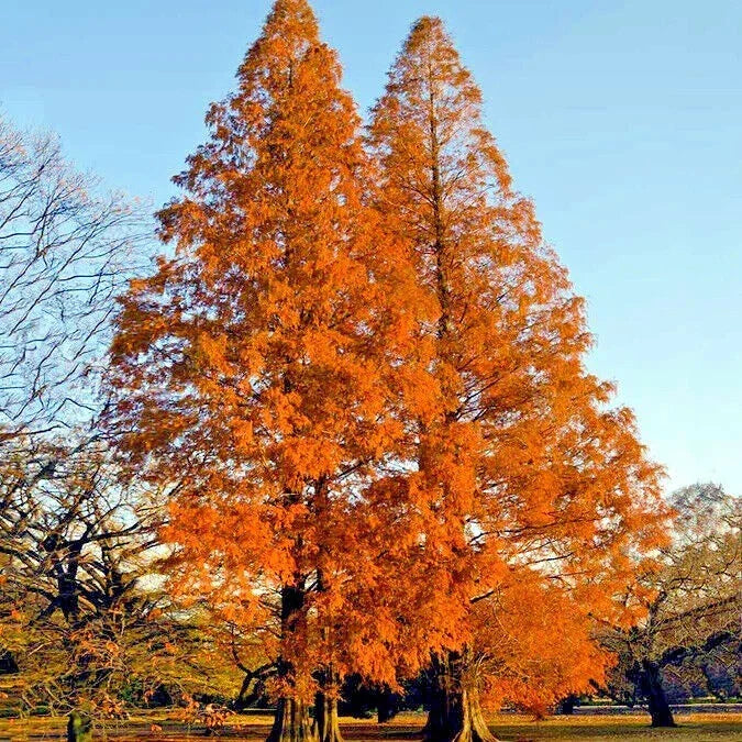 Dawn Redwood Tree Seeds - Metasequoia glyptostroboides - Fast Growing Deciduous Conifer for Bonsai & Garden