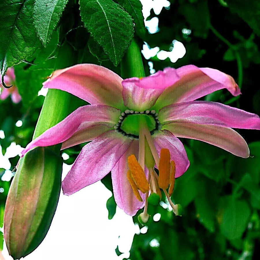 20 Banana Passionfruit Seeds - Passiflora Mollissima Rare Fast-Growing Climbing Vine for Garden, Trellis & Fences