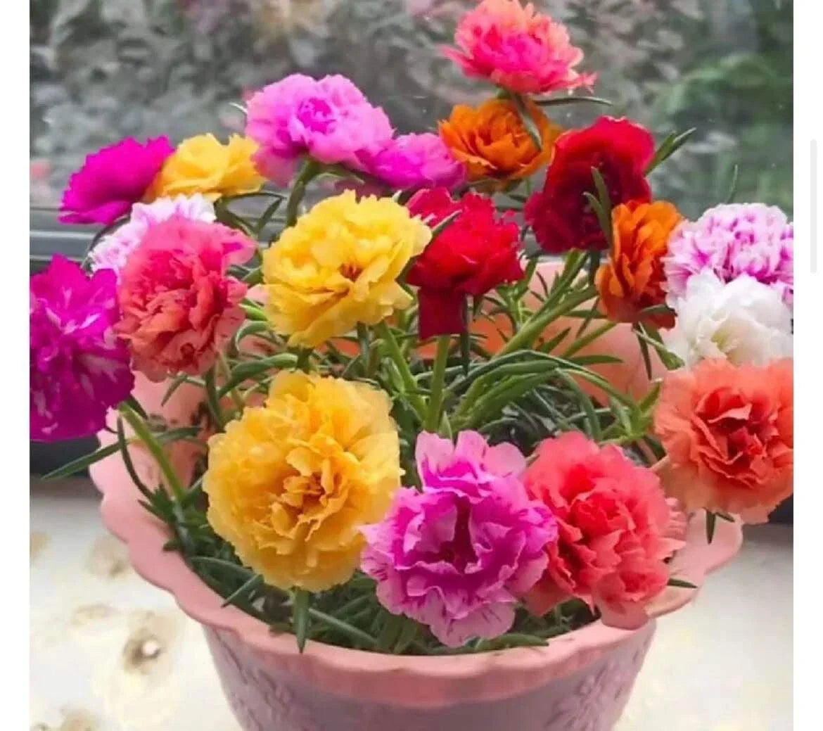 500+ Seeds Moss Rose Double Mix Portulaca grandiflora - Vibrant Garden Flowers, Hardy Annuals, Drought-Tolerant Seeds