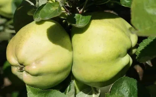 Calville Blanc d'Hiver Apple Seeds - 25+ Non-GMO Fruit Tree Seeds for Home Garden - Malus domestica, Heirloom, USA