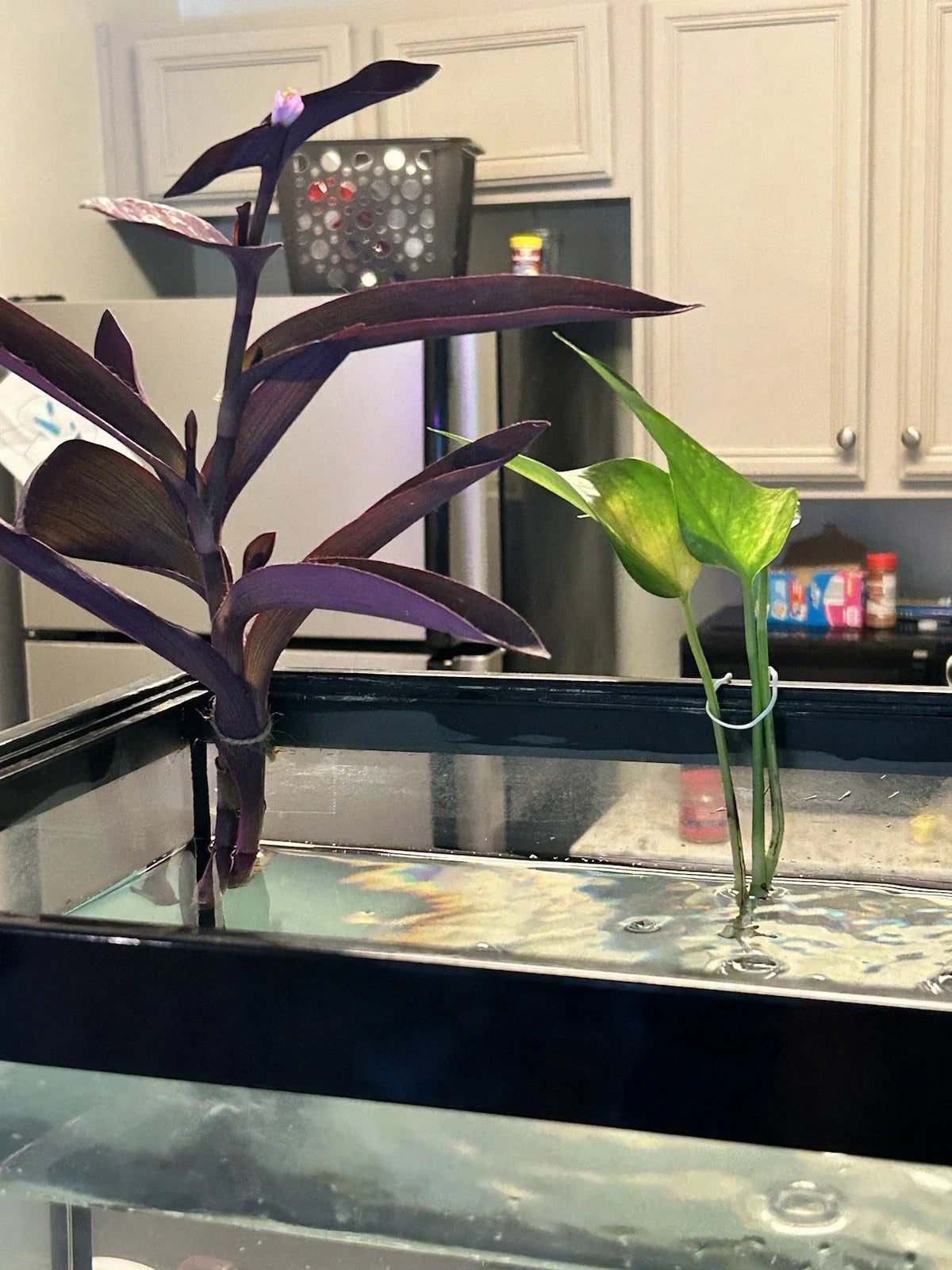Pothos Cutting | Rooted Green Vine | Epipremnum aureum | Indoor Plant for Propagation
